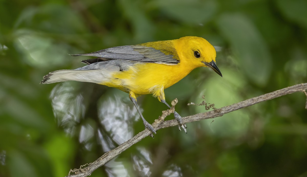 Prothonotary Warbler - ML620687594