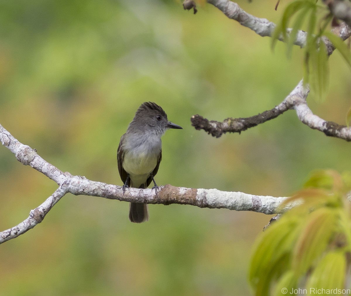 Dusky-capped Flycatcher - ML620687596