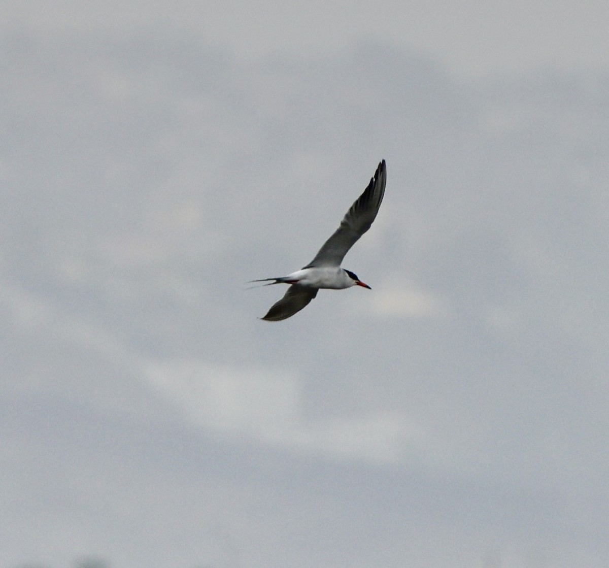 Forster's Tern - ML620687601