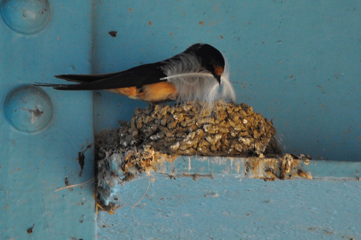 Barn Swallow - ML620687604