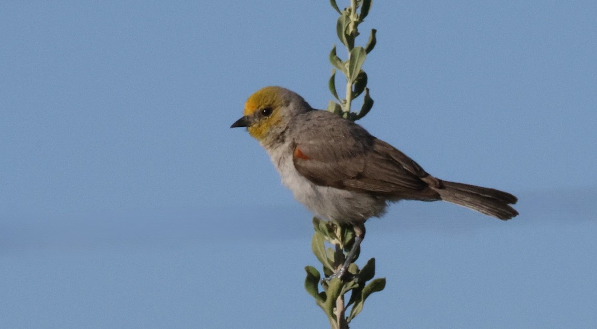 Verdin - ML620687631