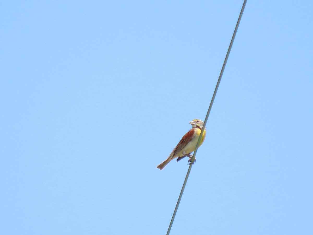 Dickcissel - Jo Spilde