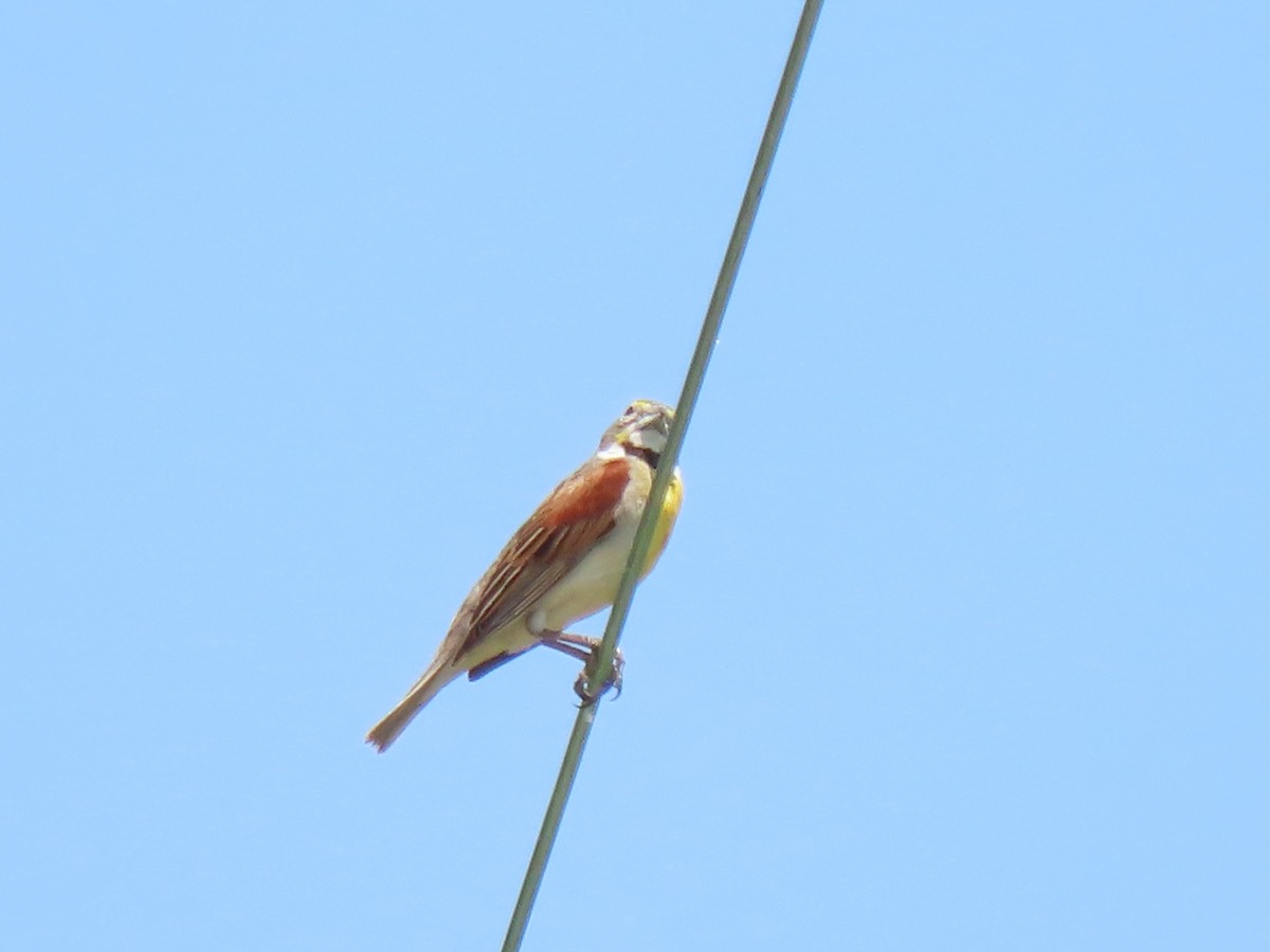 Dickcissel - ML620687634