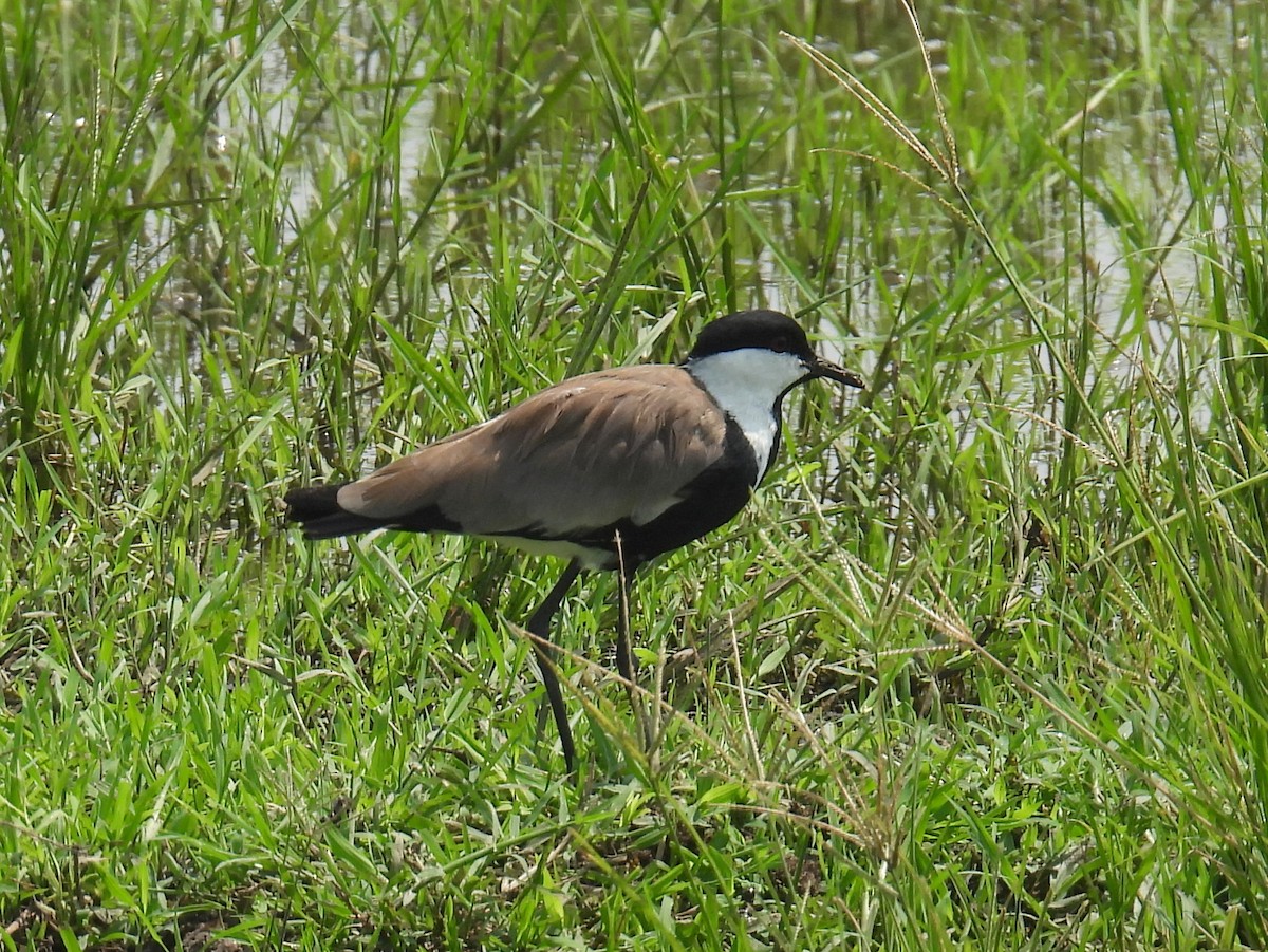 Spur-winged Lapwing - ML620687635