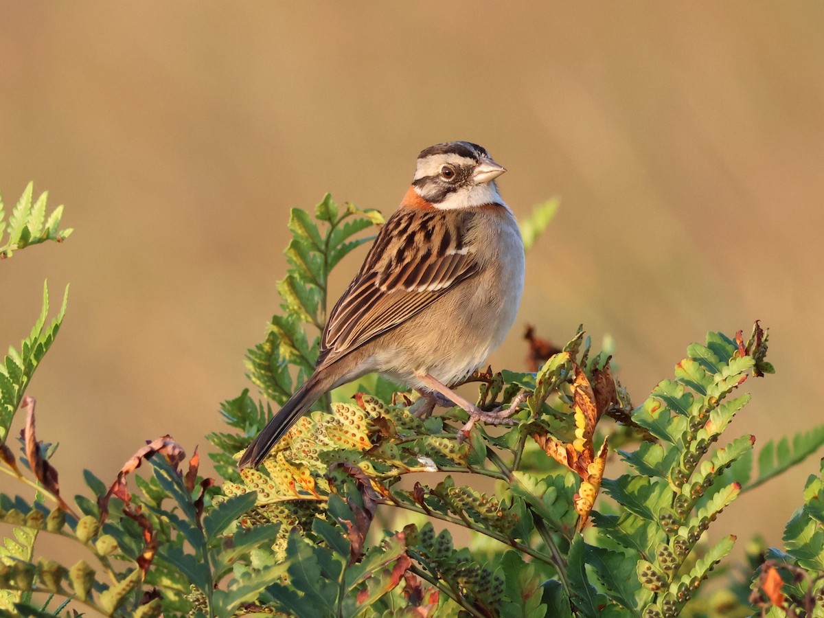 Rufous-collared Sparrow - ML620687636