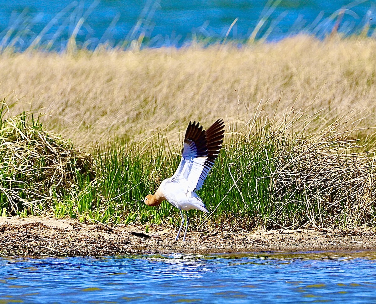 American Avocet - ML620687642