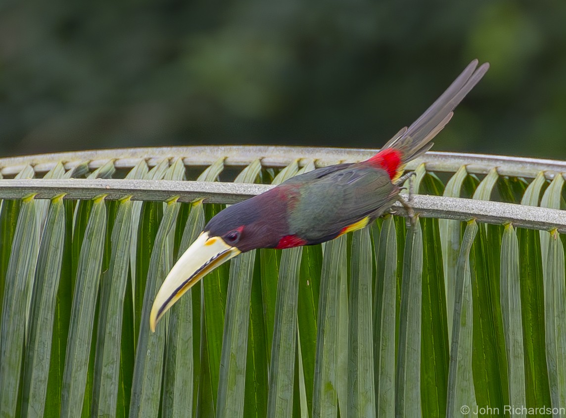 Ivory-billed Aracari - ML620687645