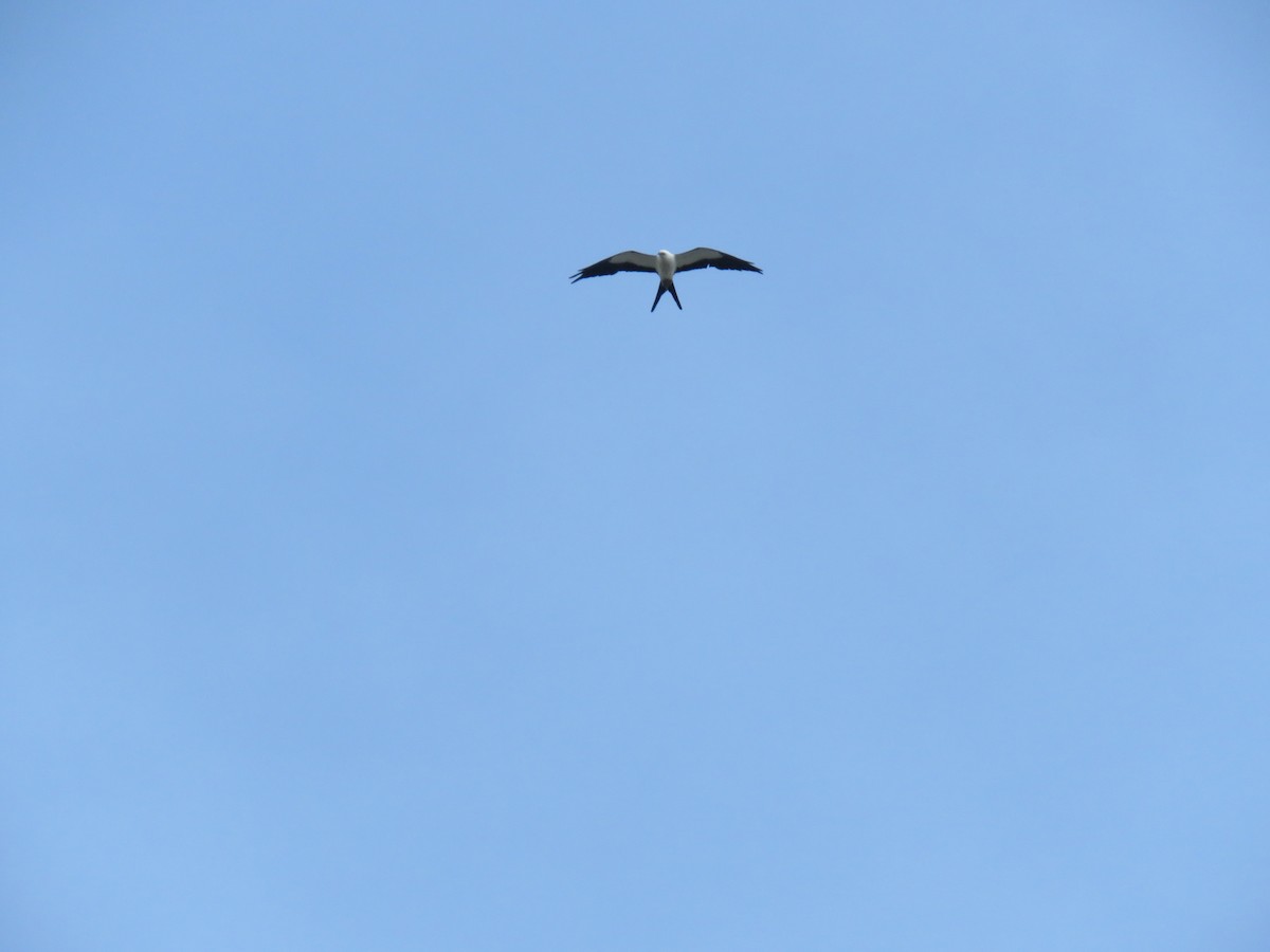 Swallow-tailed Kite - ML620687647