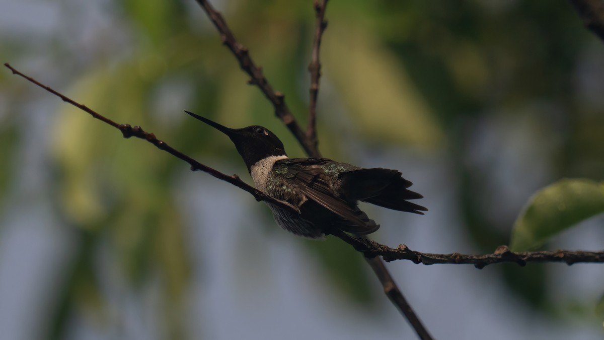 Colibri à gorge rubis - ML620687648