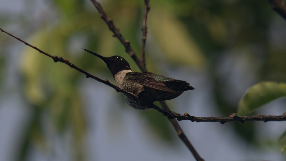 Ruby-throated Hummingbird - ML620687649