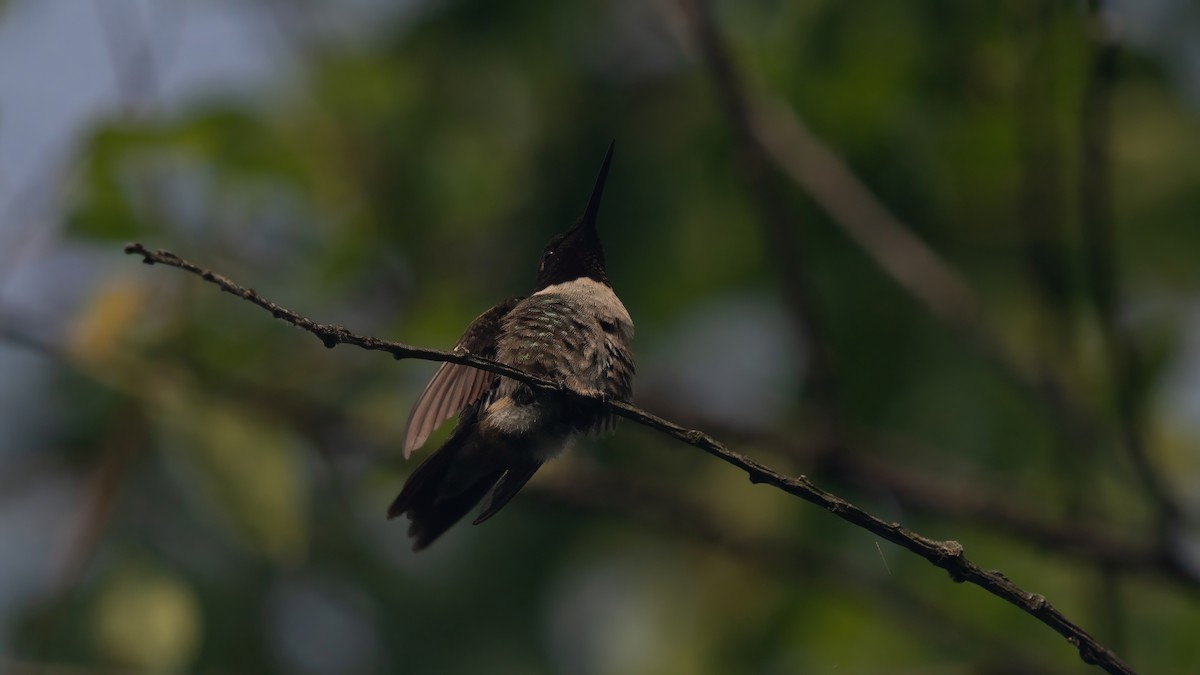 Colibri à gorge rubis - ML620687652