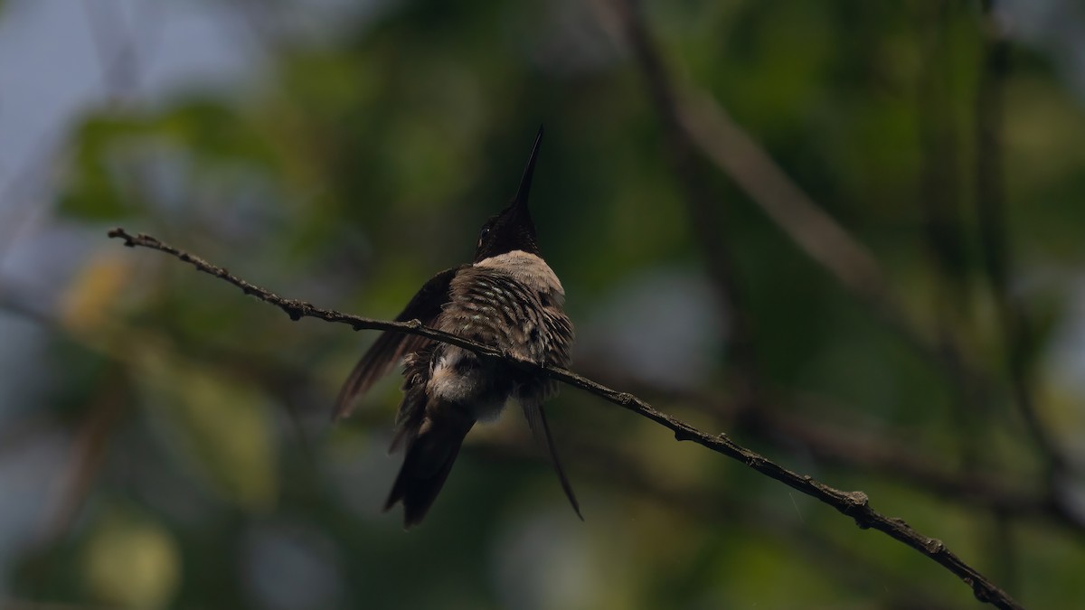 Colibri à gorge rubis - ML620687653