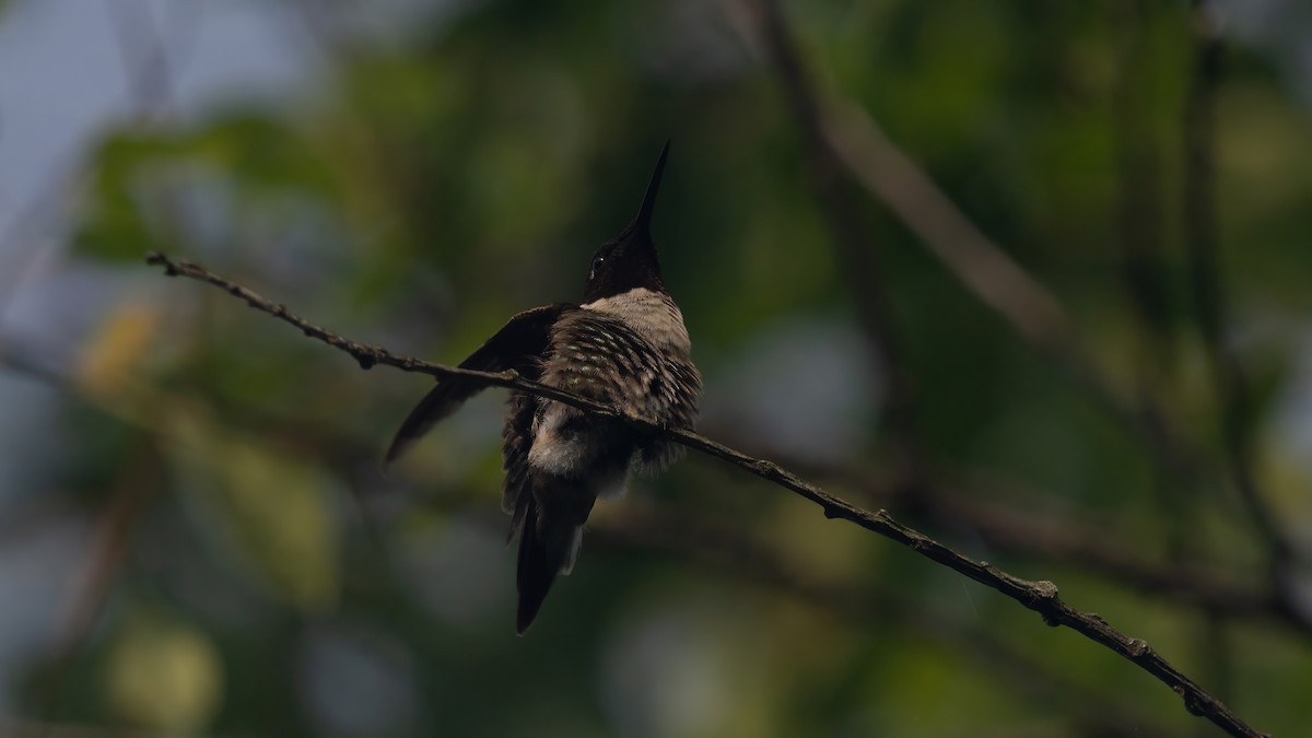 Colibri à gorge rubis - ML620687654