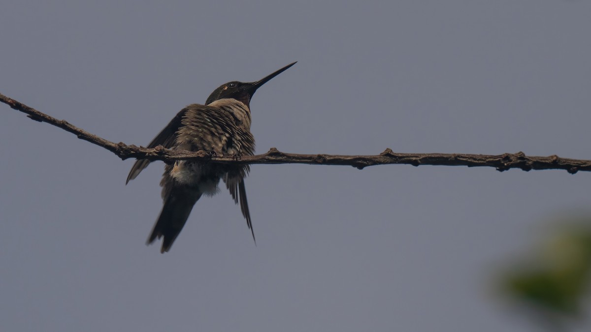 Ruby-throated Hummingbird - ML620687655