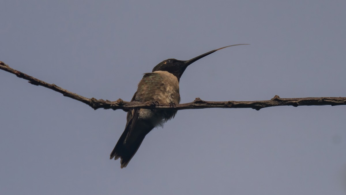 Colibri à gorge rubis - ML620687656