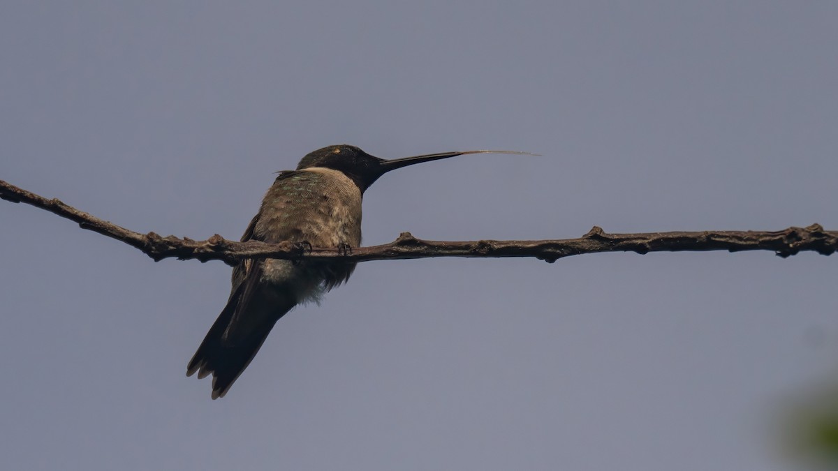 Colibri à gorge rubis - ML620687657