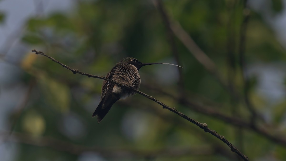 Ruby-throated Hummingbird - Tianshuo Wang