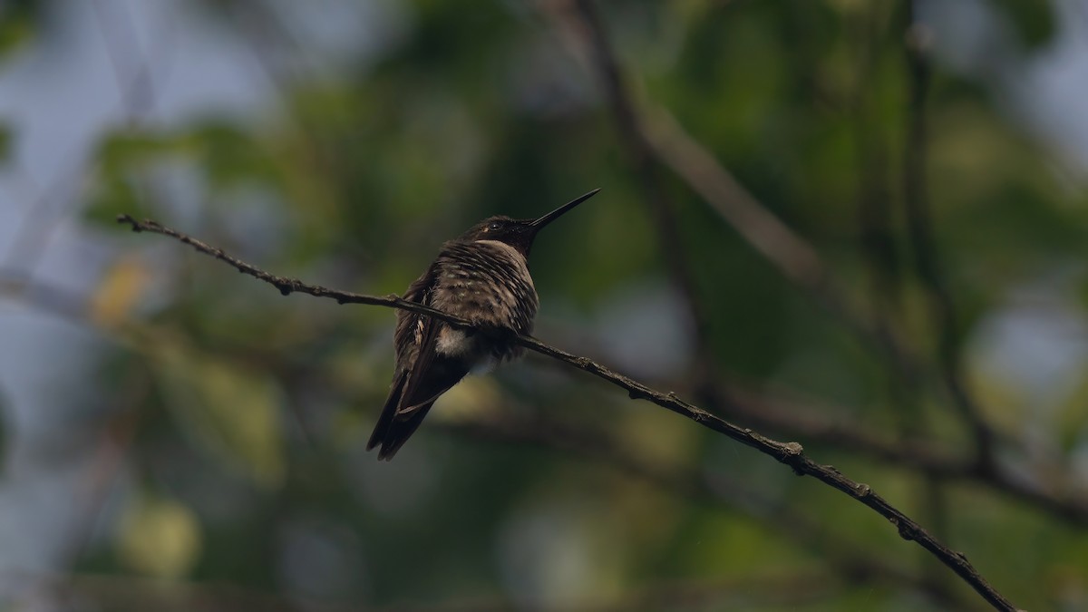 Colibri à gorge rubis - ML620687660