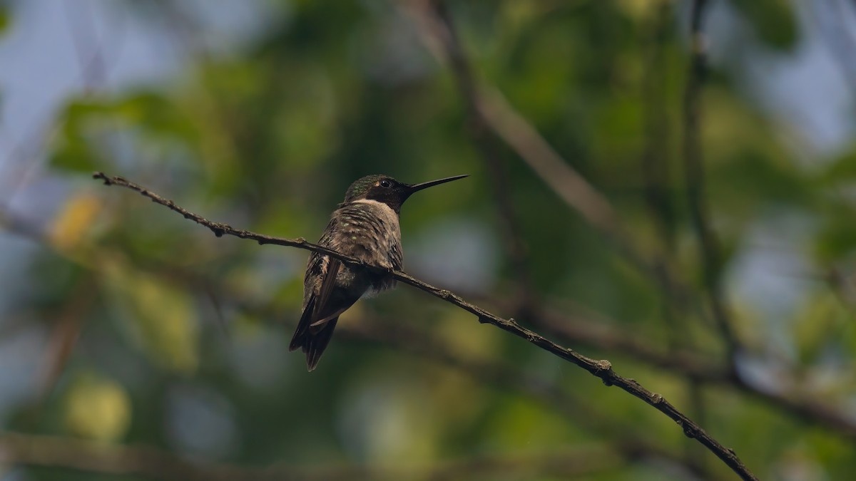 Colibri à gorge rubis - ML620687661