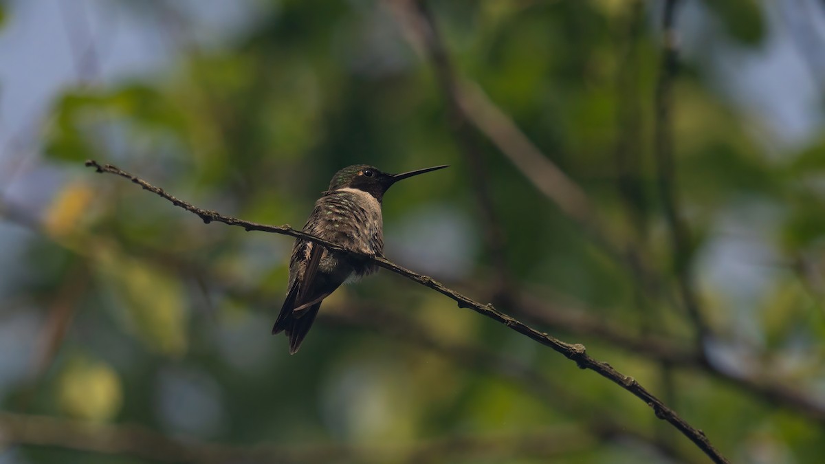 Colibri à gorge rubis - ML620687662