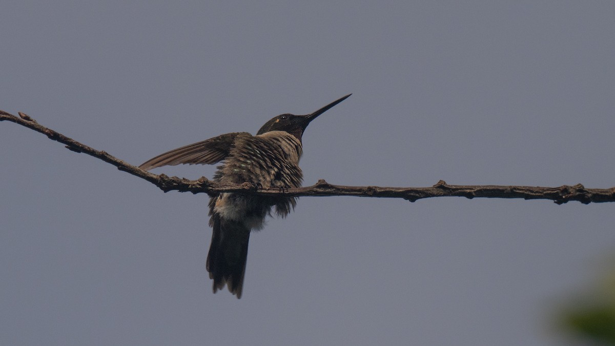 Ruby-throated Hummingbird - ML620687664