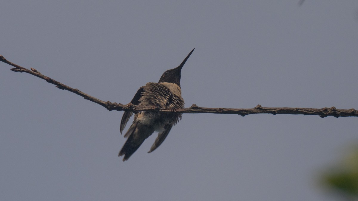 Colibri à gorge rubis - ML620687665