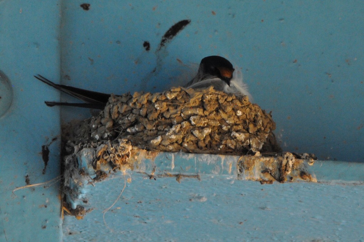 Barn Swallow - ML620687667