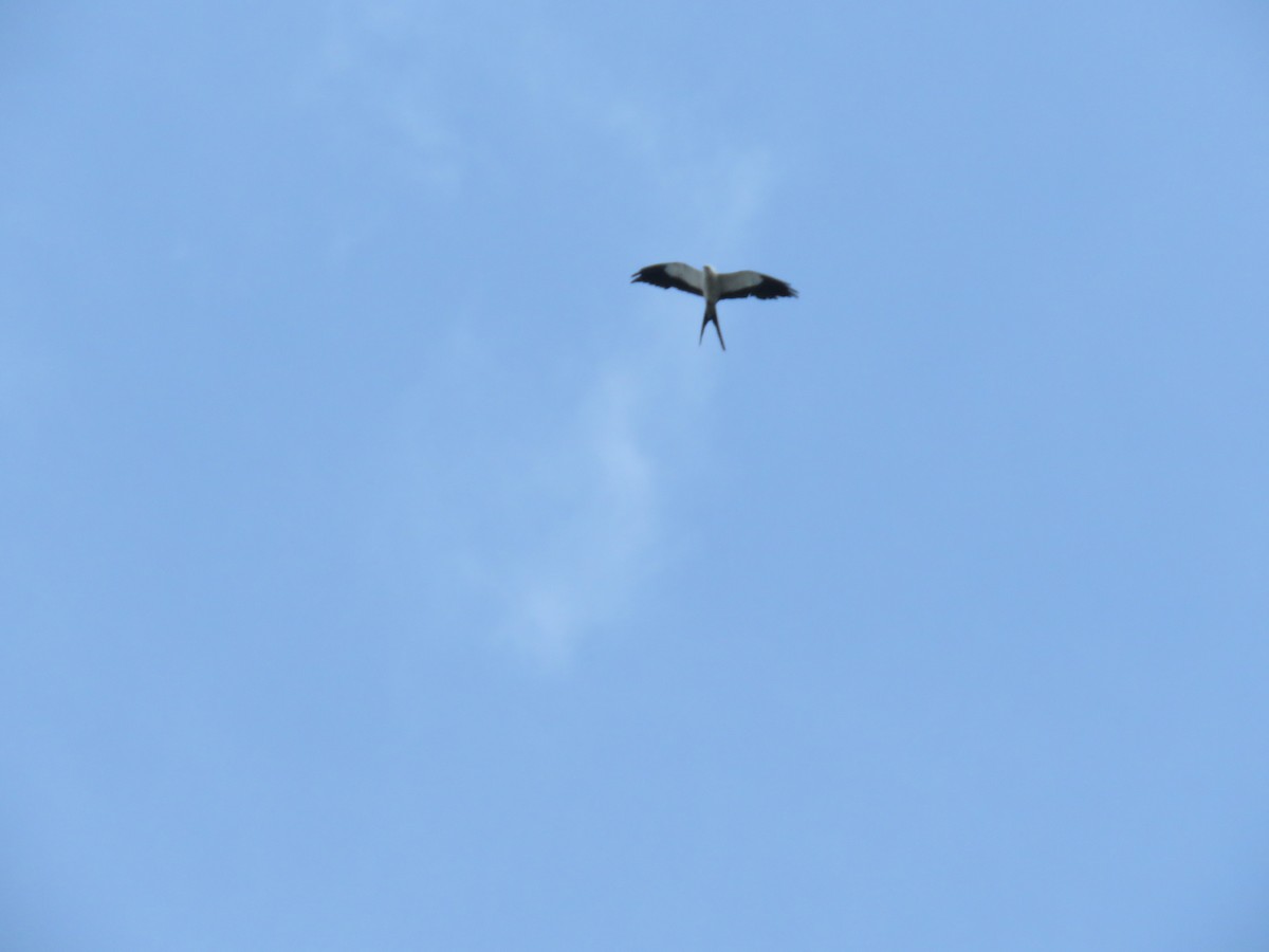 Swallow-tailed Kite - ML620687668