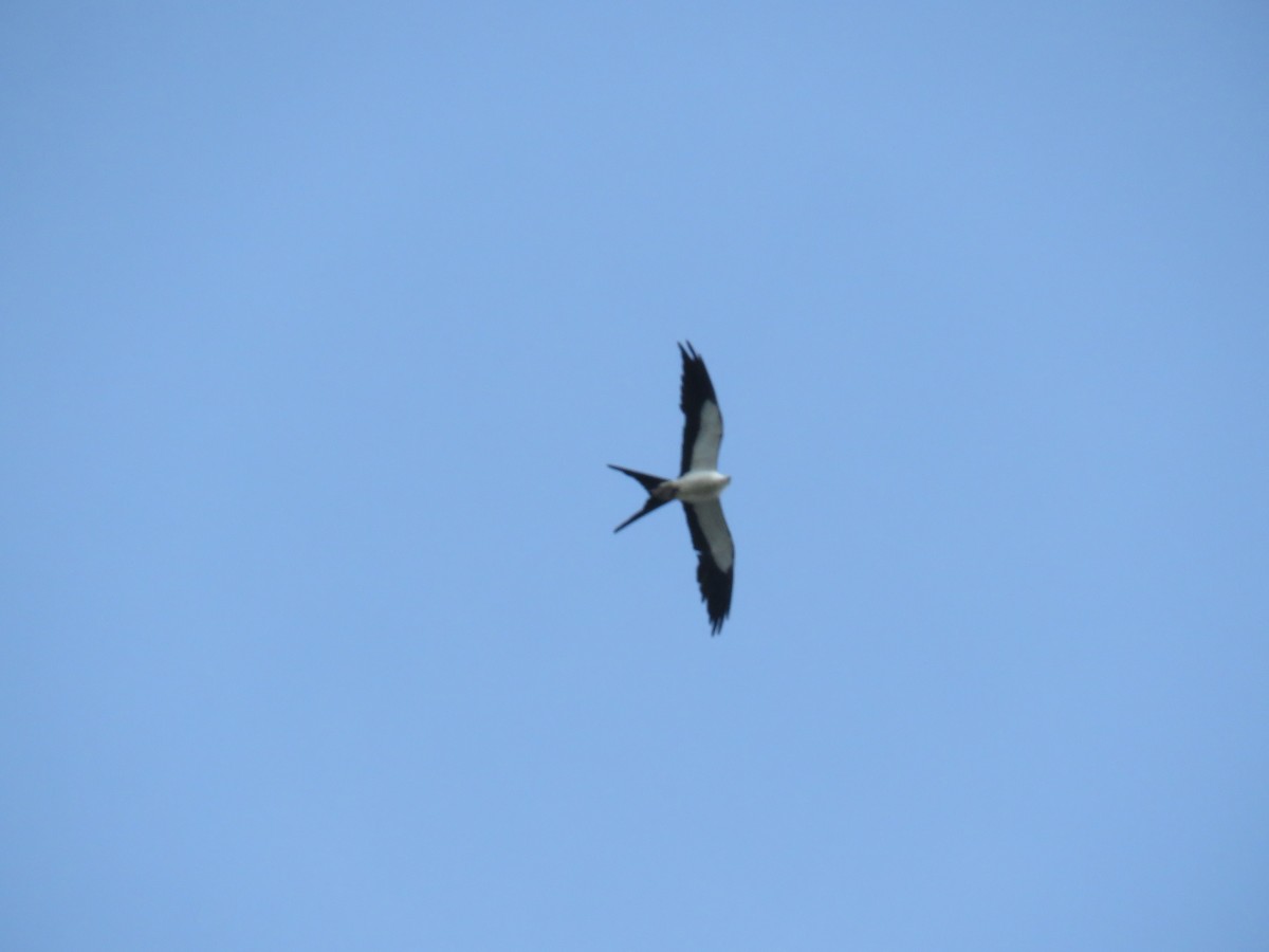 Swallow-tailed Kite - ML620687670