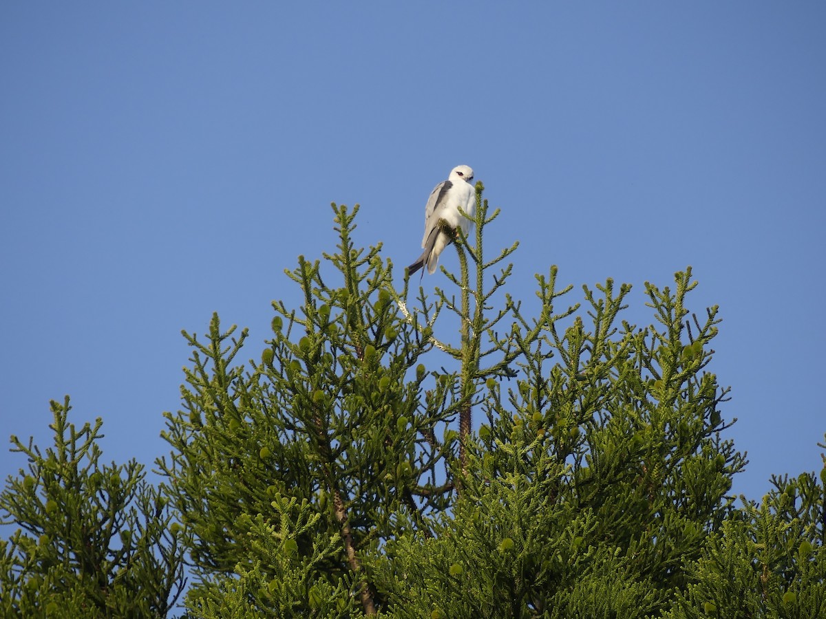 Black-shouldered Kite - ML620687672