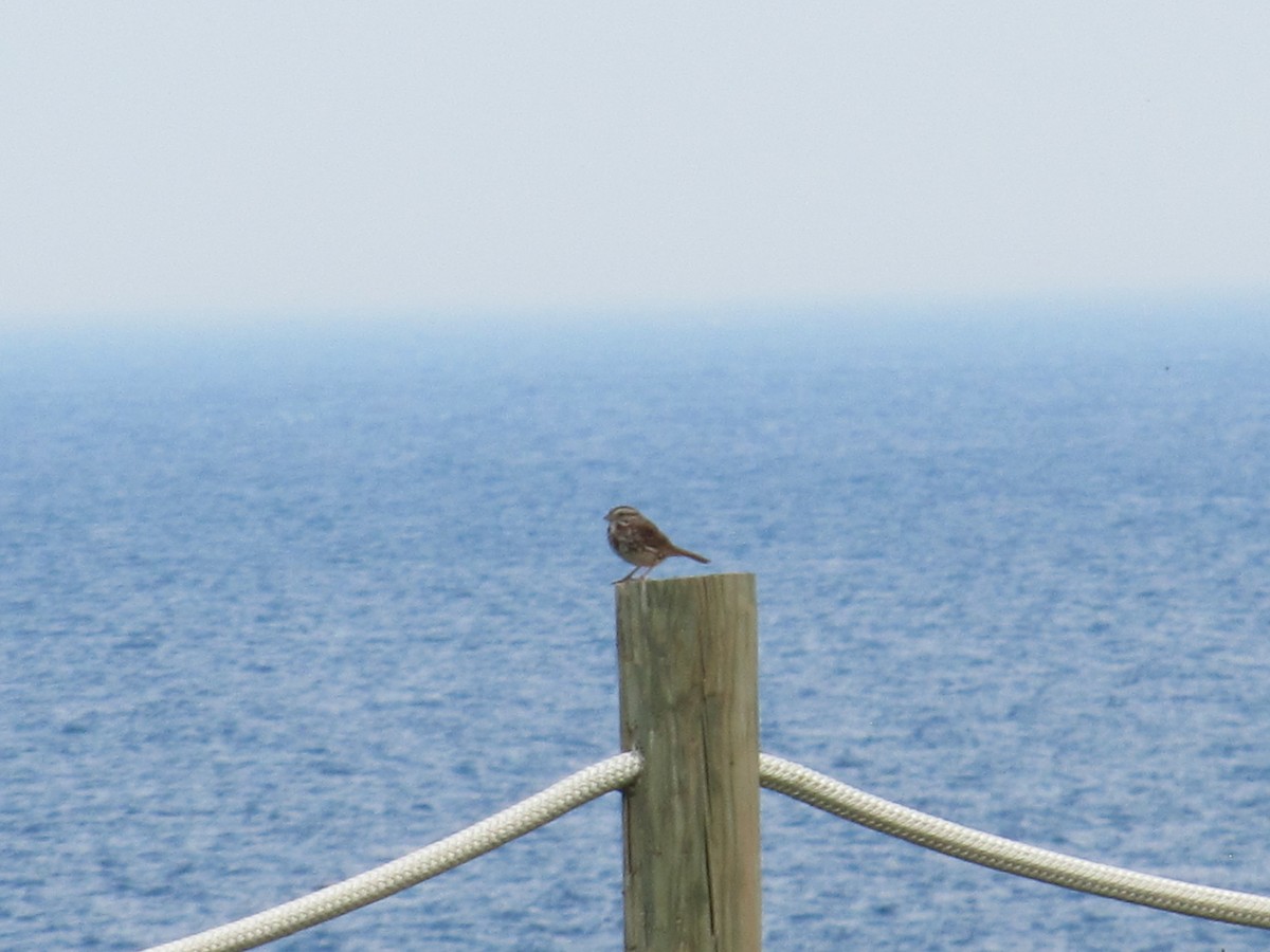 Swamp Sparrow - ML620687674