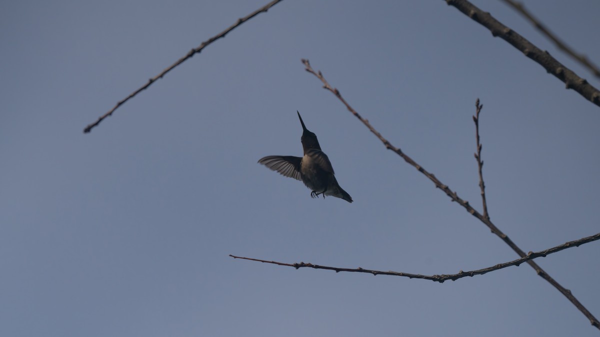 Colibri à gorge rubis - ML620687675