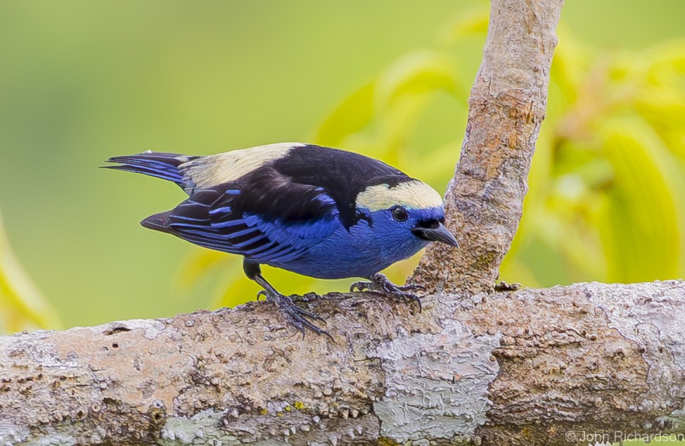 Opal-crowned Tanager - ML620687676