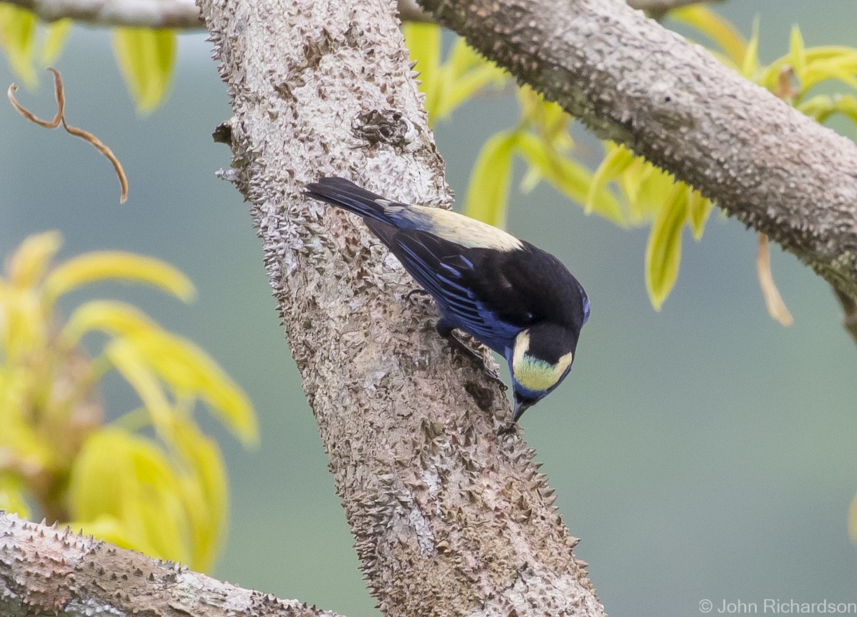 Opal-crowned Tanager - ML620687678