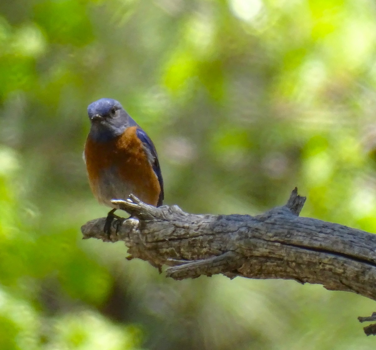 Western Bluebird - ML620687683