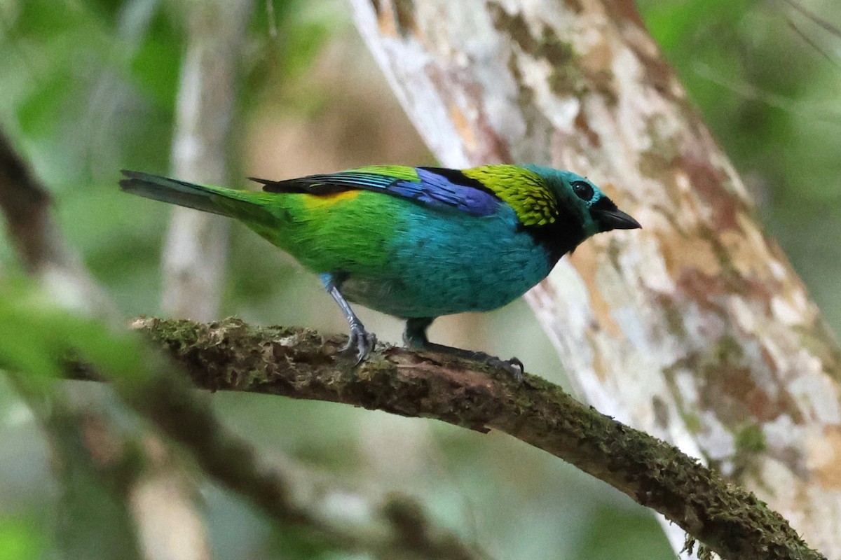 Green-headed Tanager - ML620687684