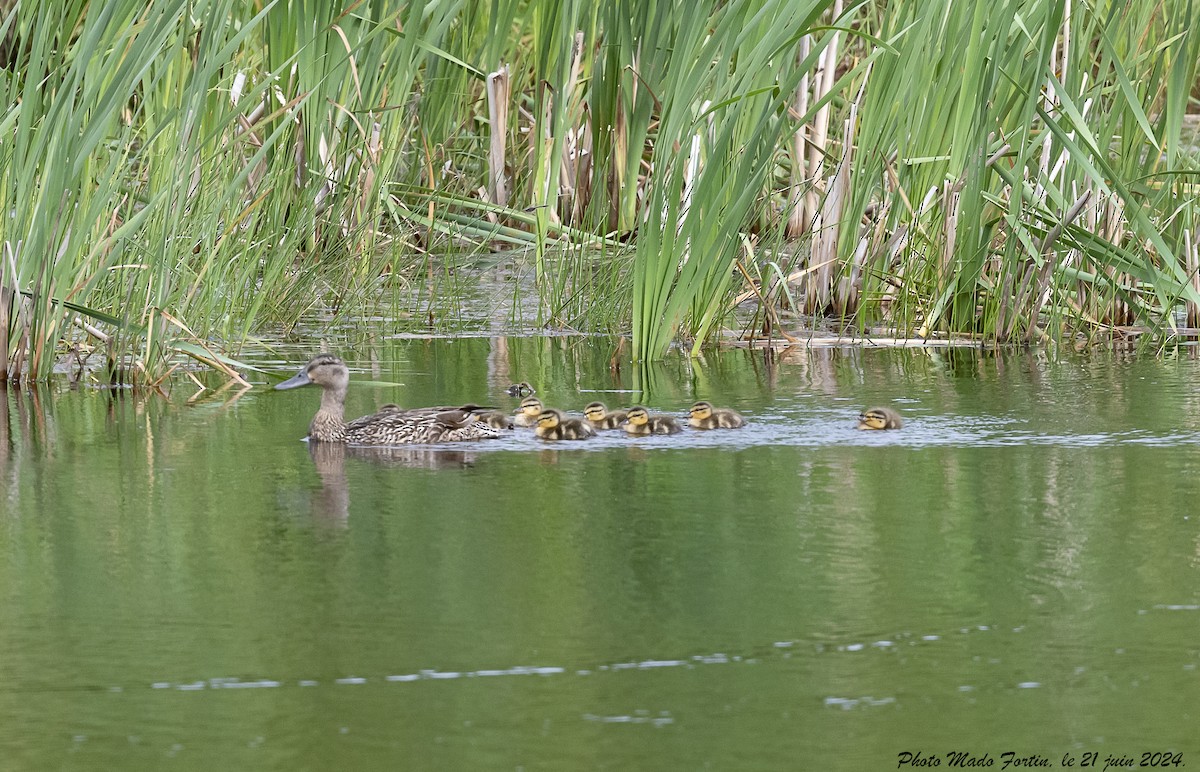 Mallard - ML620687686