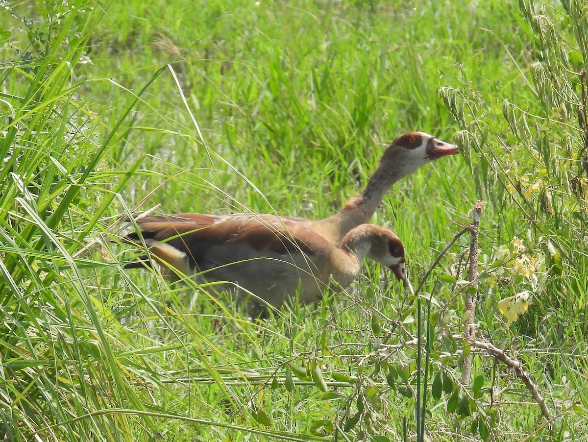 Egyptian Goose - ML620687687