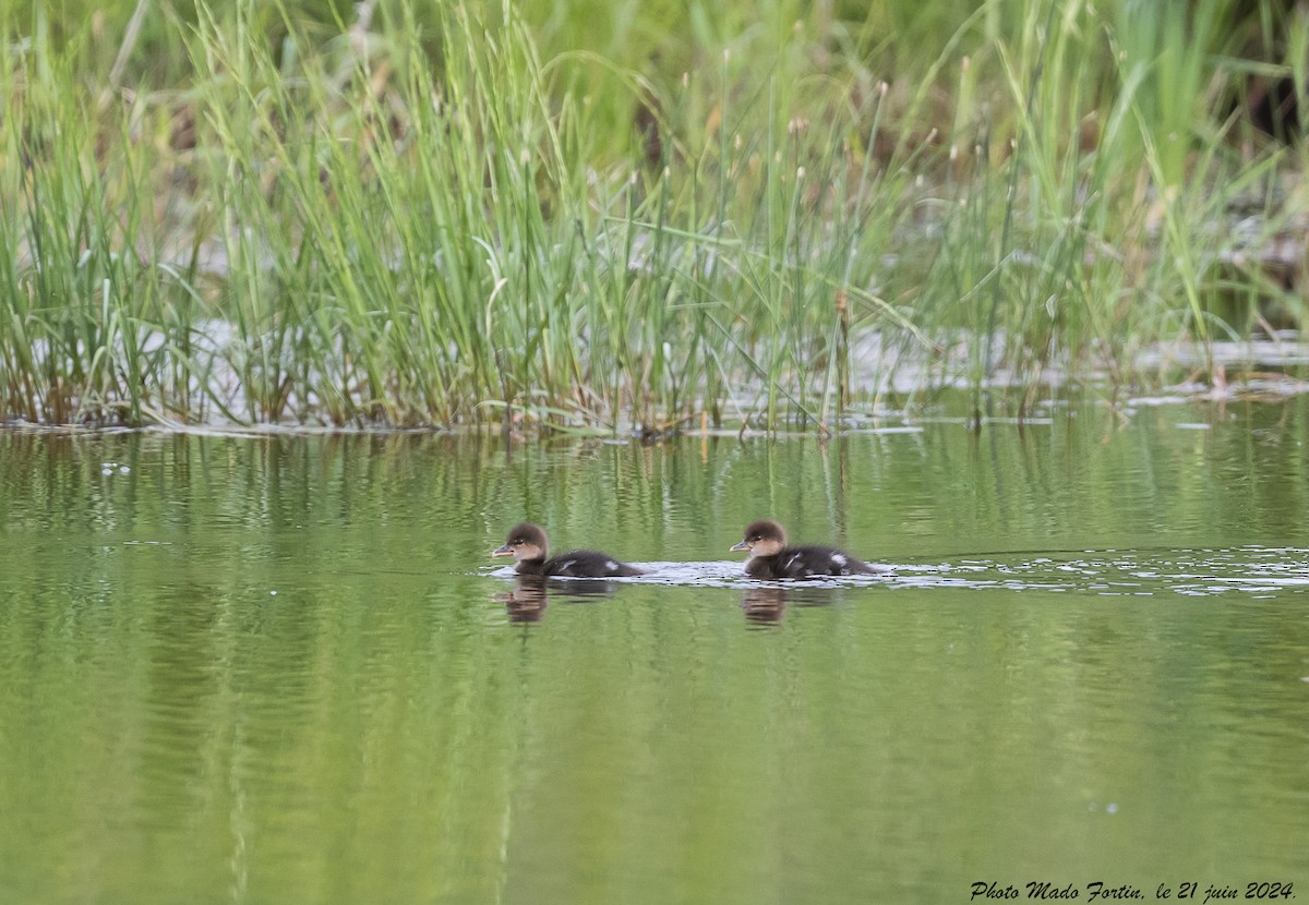 Hooded Merganser - ML620687691