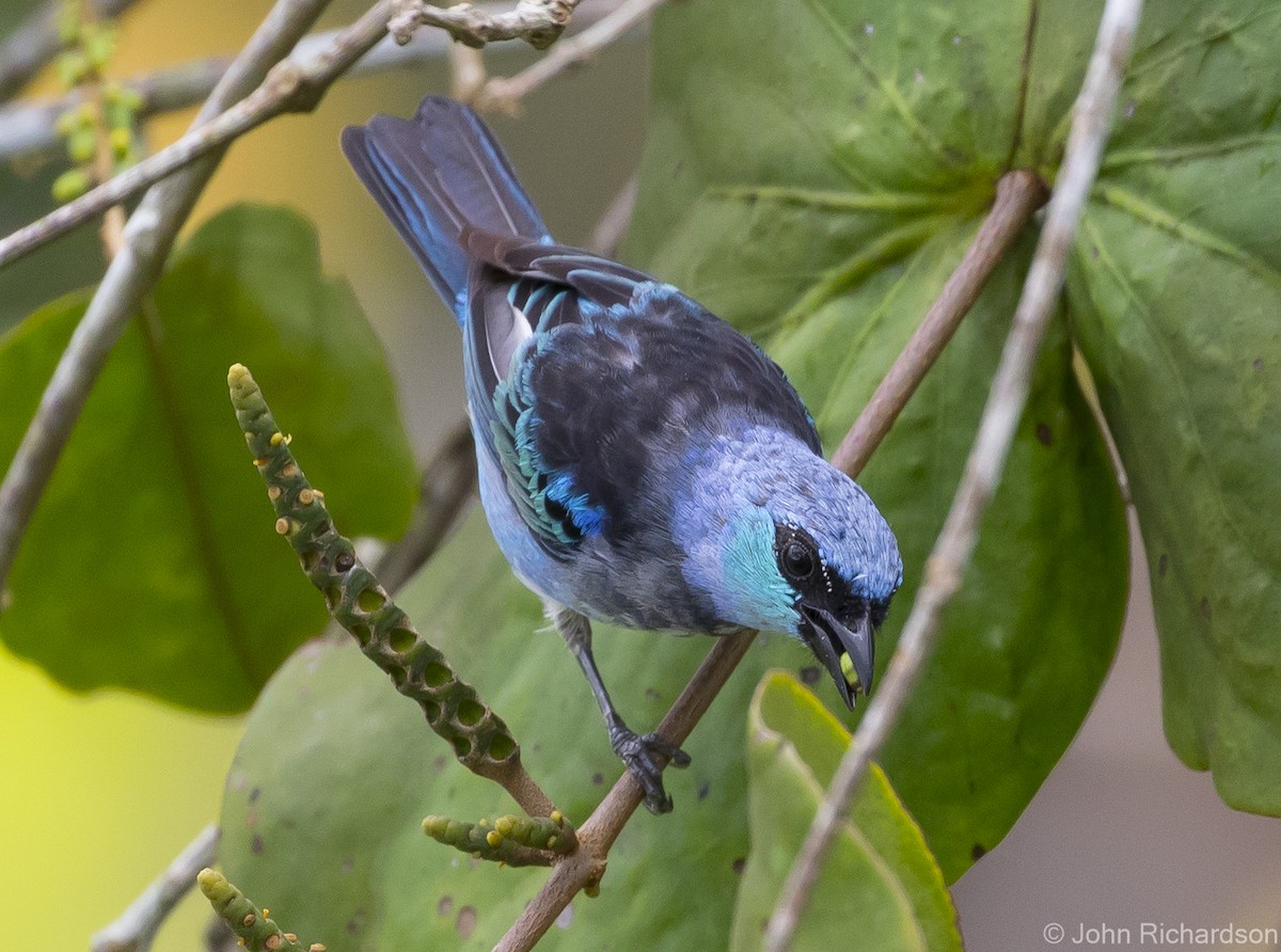 Masked Tanager - ML620687692