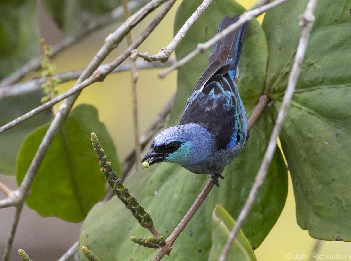Masked Tanager - ML620687694