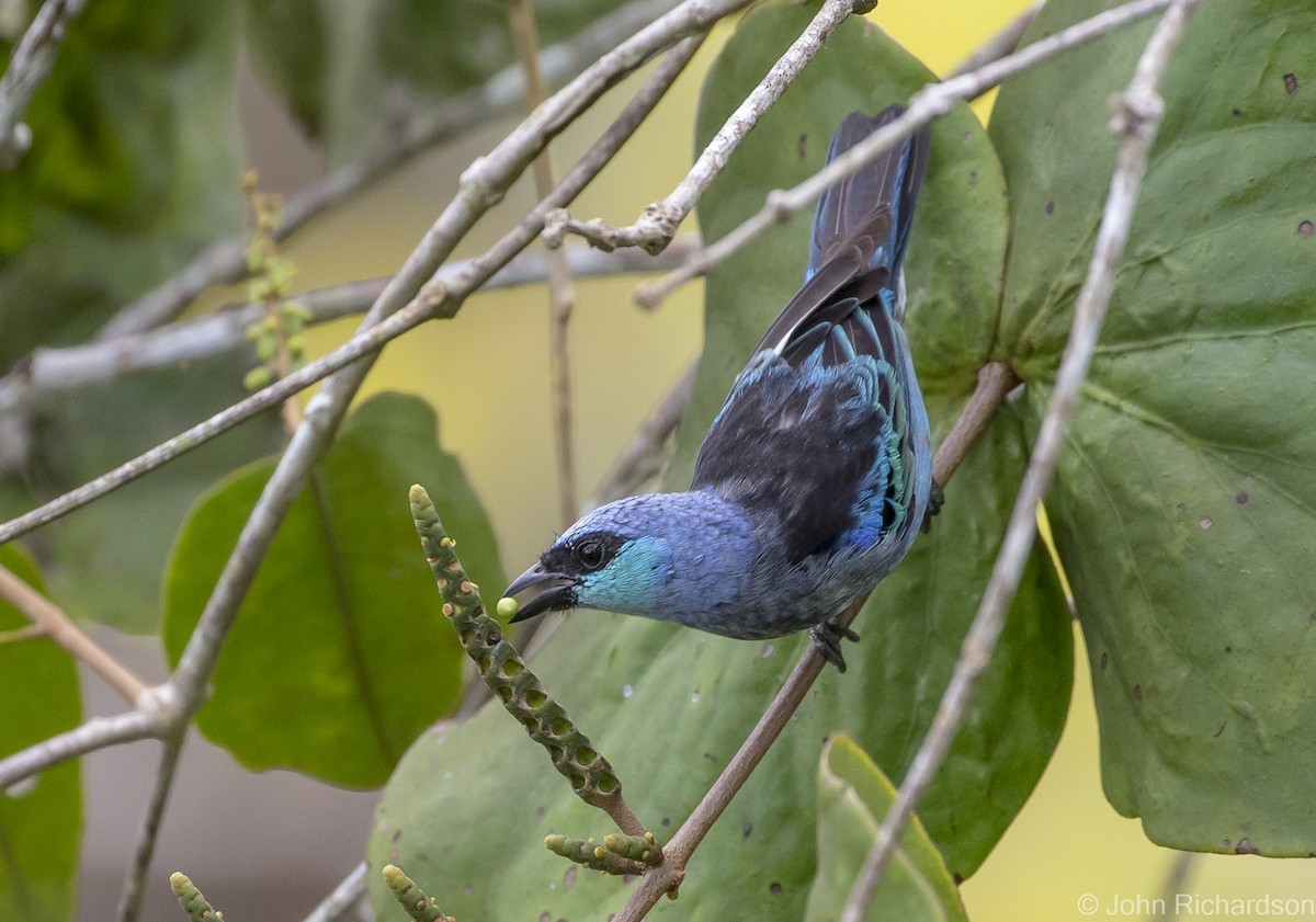 Masked Tanager - ML620687695