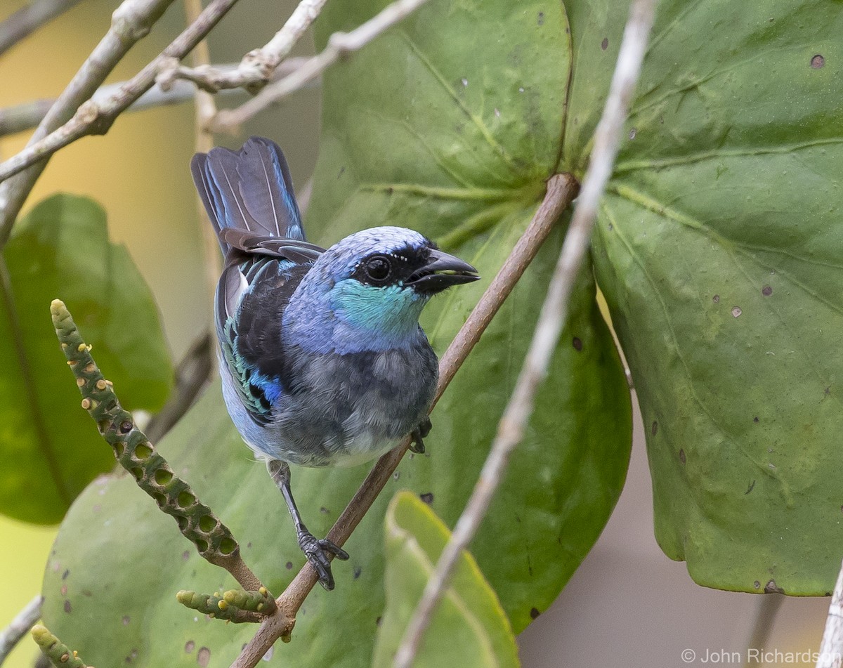 Masked Tanager - ML620687696