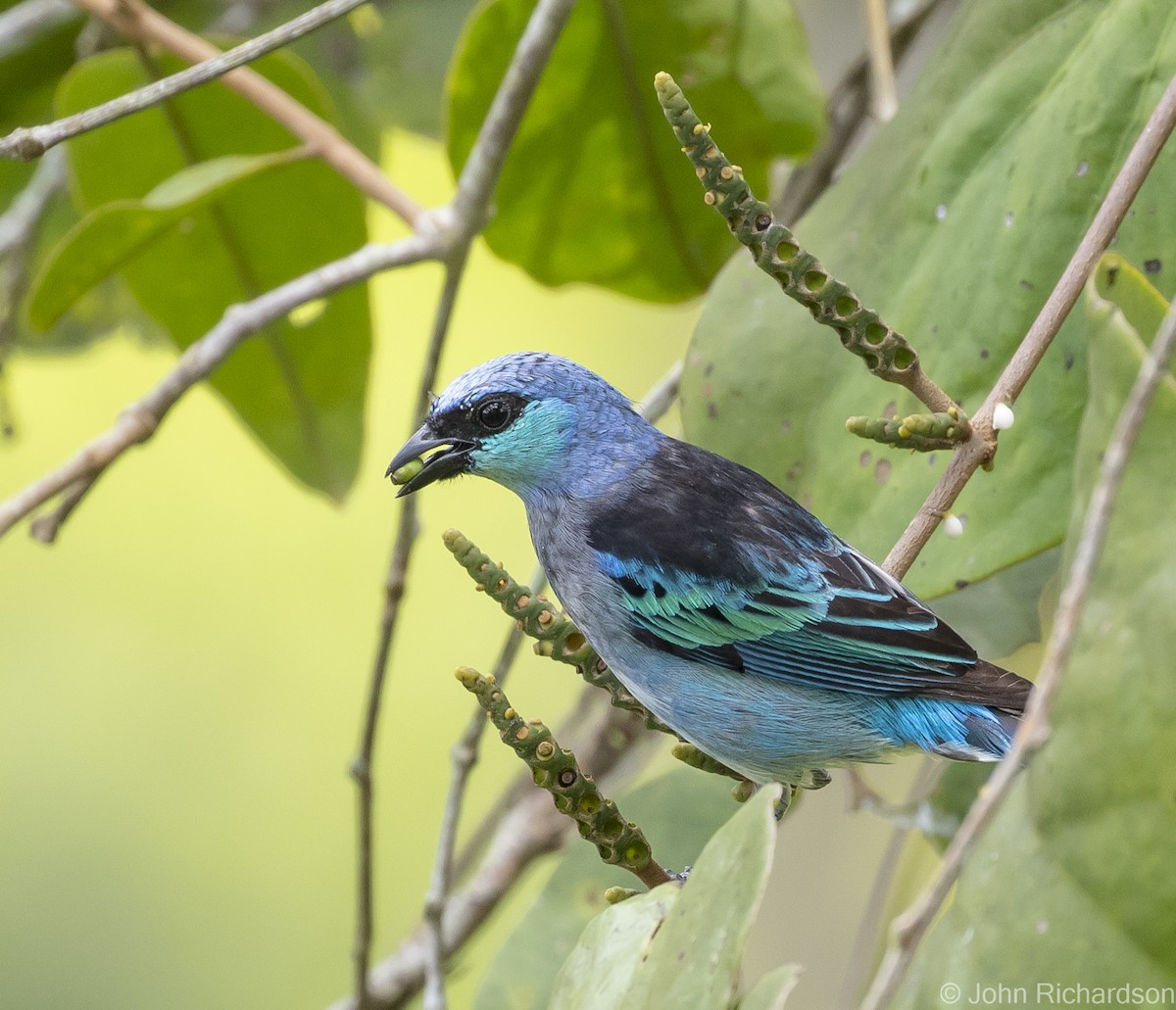 Masked Tanager - ML620687697