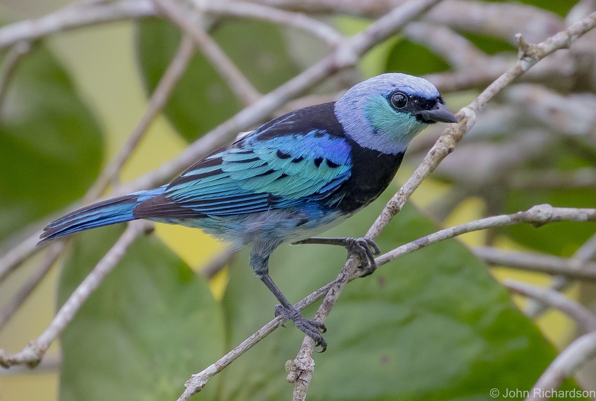 Masked Tanager - ML620687698