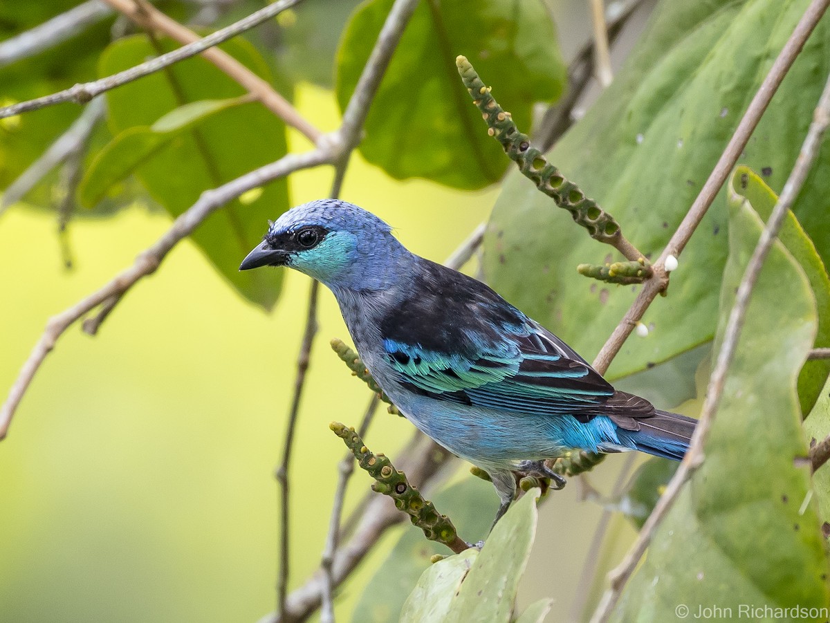 Masked Tanager - ML620687701