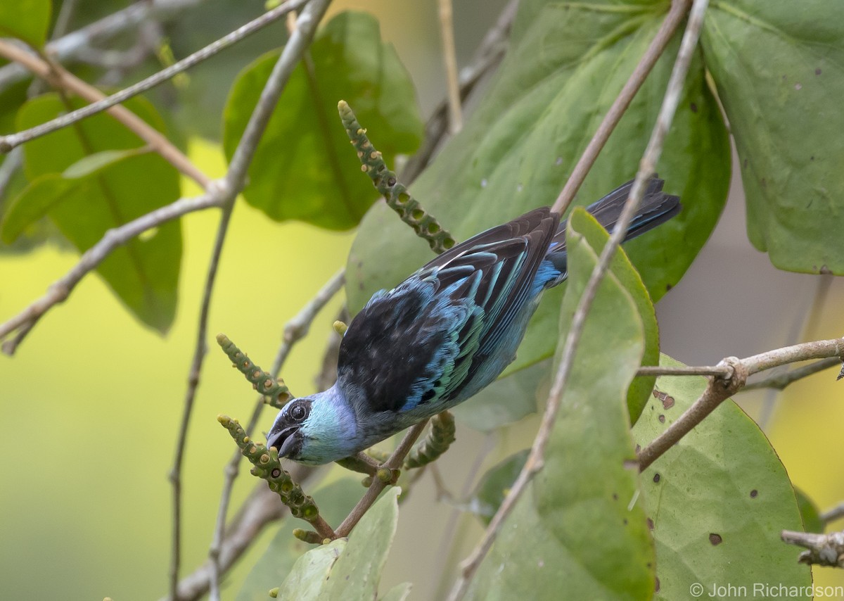 Masked Tanager - ML620687703