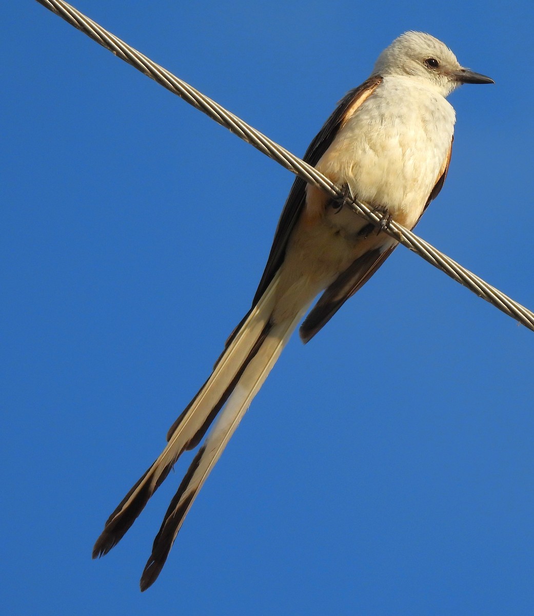 Scissor-tailed Flycatcher - ML620687704