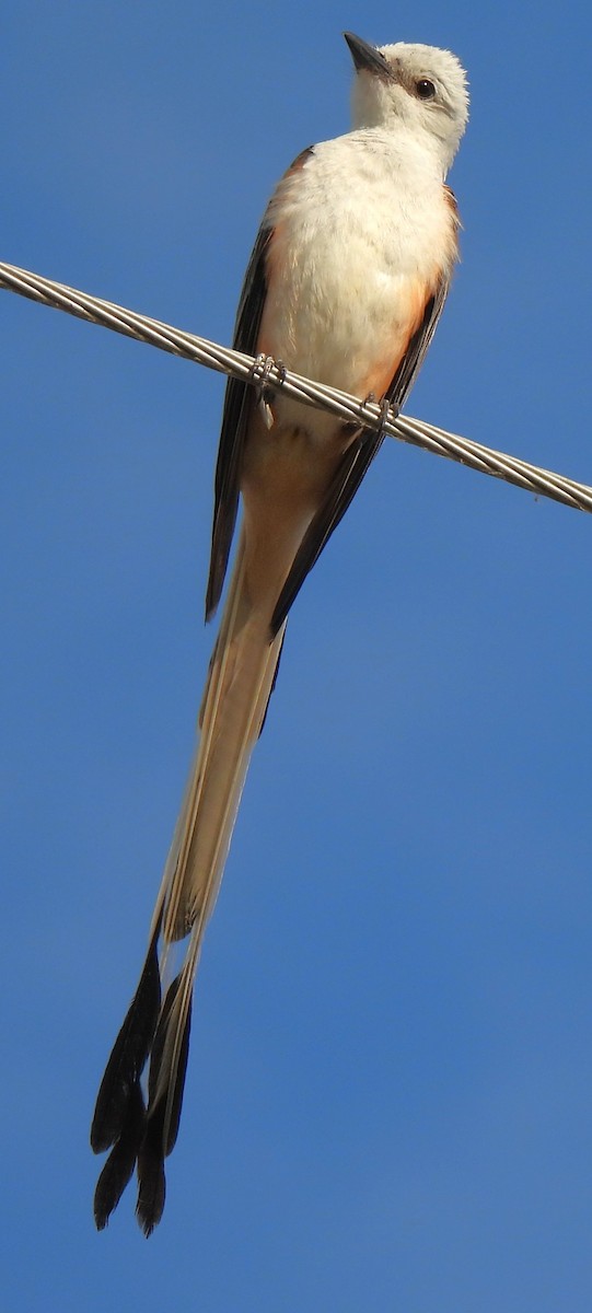 Scissor-tailed Flycatcher - ML620687705