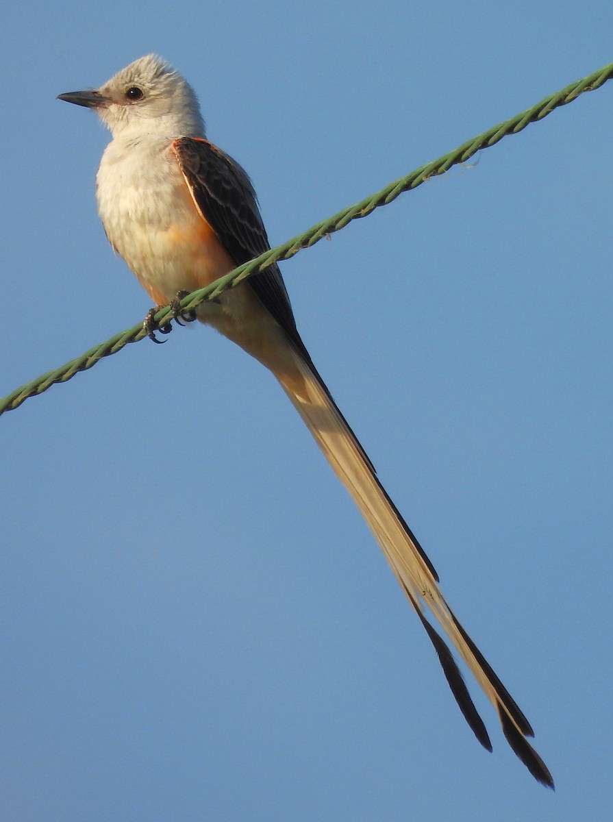 Scissor-tailed Flycatcher - ML620687708